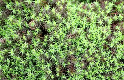 近距离的千年苔藓