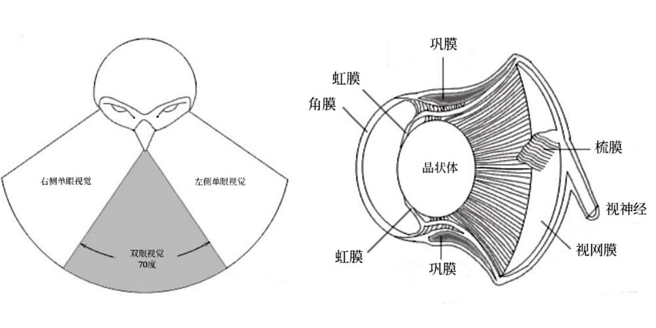 猫头鹰眼睛示意图 