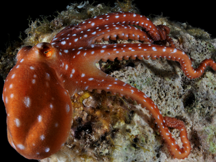 112大西洋白点柔蛸