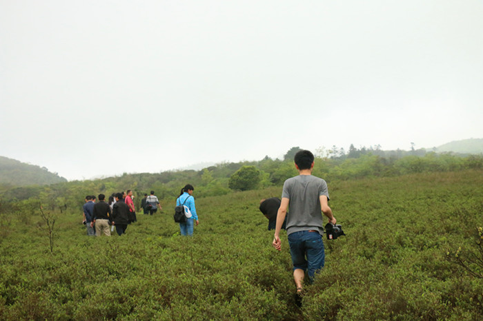 莲花地的紫竹林 