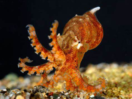 157太平洋条纹蛸