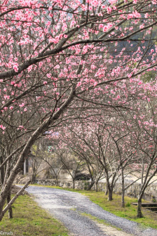 桃林的桃花