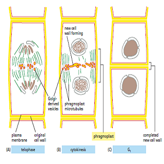 植物细胞胞质分裂模式图