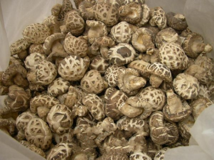 江永香菇