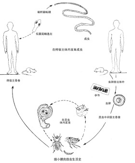 绦虫