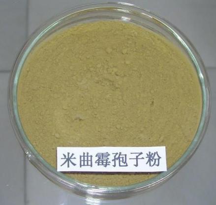 米曲霉孢子粉