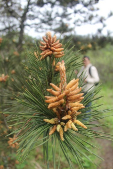 网友拍摄的十万古田植物