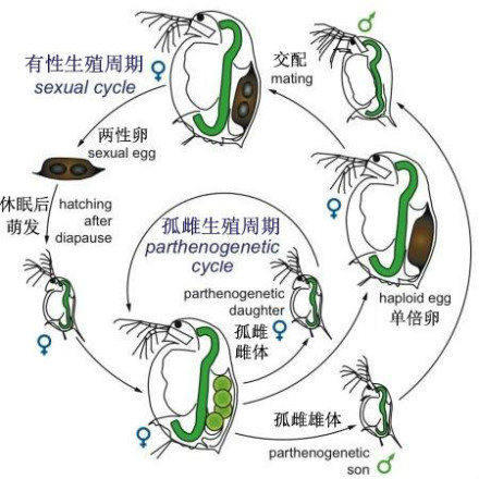 枝角类Daphnia的有性生殖产生休眠卵