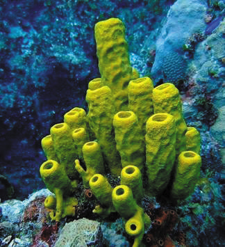 海绵
