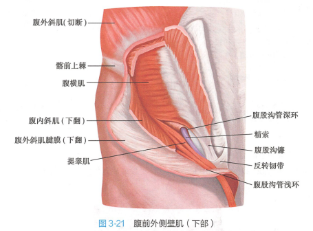 腹前外侧壁肌（下部）