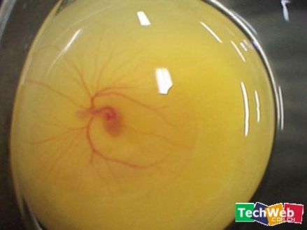 鸡胚的早期发育