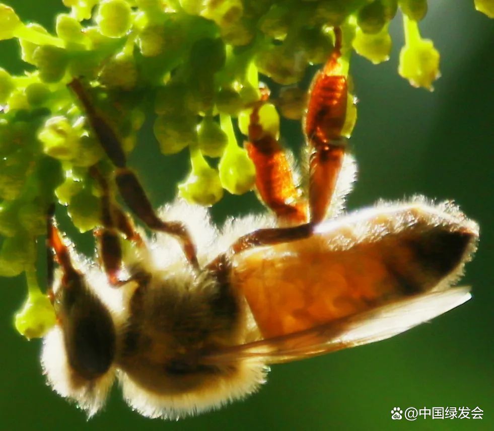 繁忙的授粉昆虫。摄影：刘茂胜（绿会BCON专家）