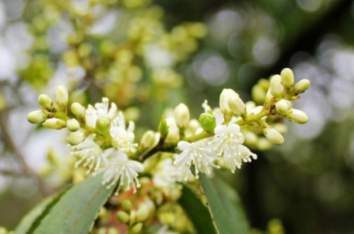 网友拍摄的十万古田植物