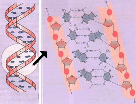 限制性核酸内切酶