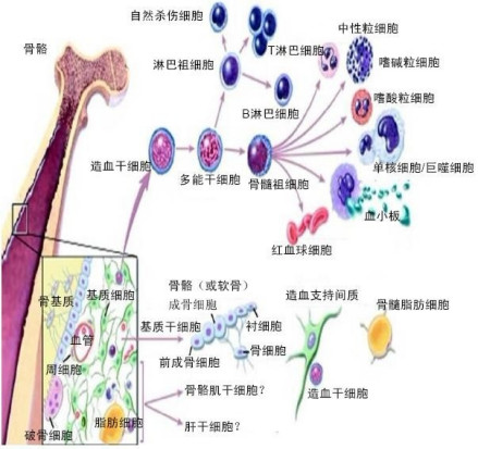 间充质视图