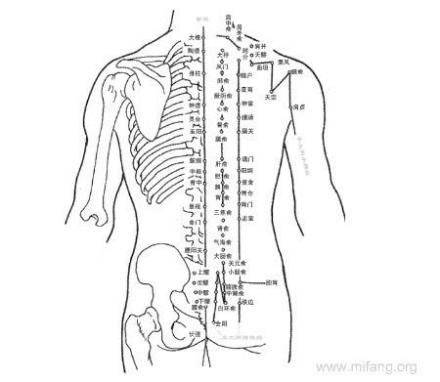 人体综合脊柱图