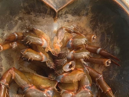 美洲鲎（Limulus polyphemus）