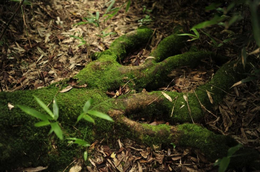 古树树根-“金龙五爪”