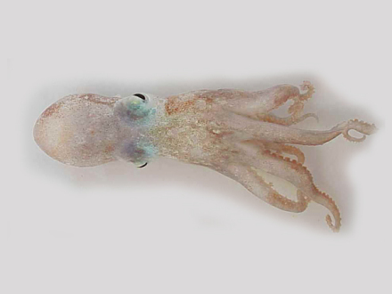 7拳师深海多足蛸