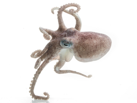 56沙氏近爱尔斗蛸