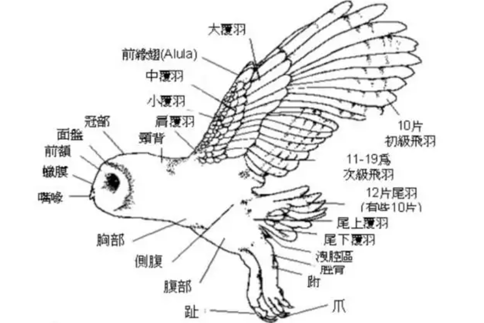猫头鹰形态示意图