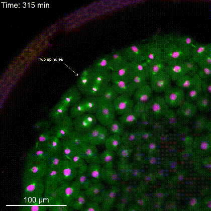 青鳉鱼受精卵分裂（染色体为洋红色荧光，纺锤体微管为绿色荧光） 