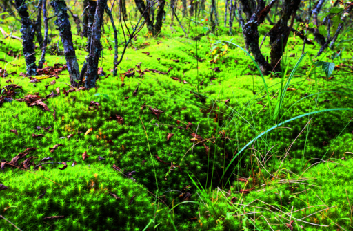 十万古田的泥炭藓