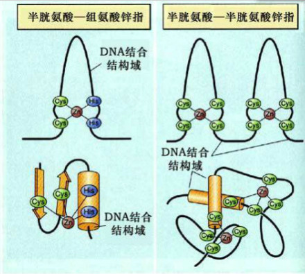 锌指模式