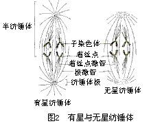 有星与无星纺锤体