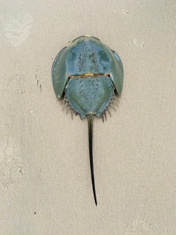 中国鲎（Tachypleus tridentatus）