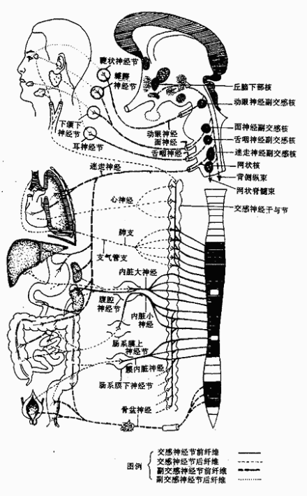 神经系统