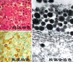 凝集素的标记技术