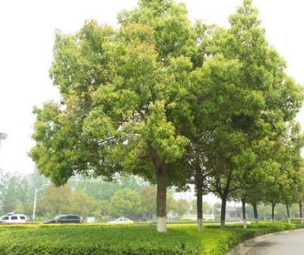 香樟树