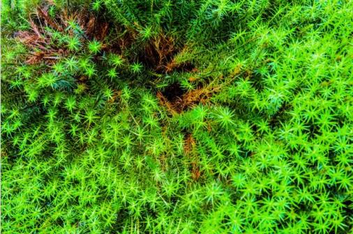 十万古田的泥炭藓