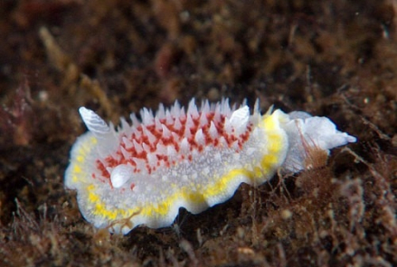 裸鳃亚目软体动物