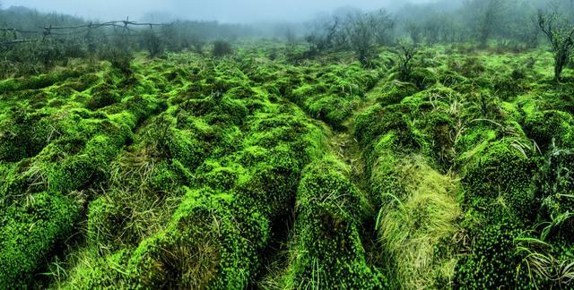 十万古田的泥炭藓