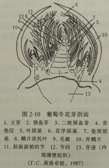 葡萄冬花芽，图源《葡萄学》