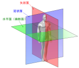 正中矢状面