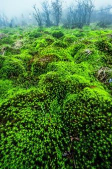 十万古田的泥炭藓