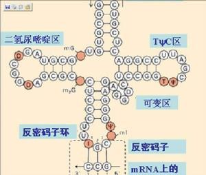 分子遗传学
