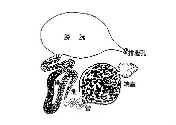 甲壳类的排泄器官是一对触角腺，或是小颚腺