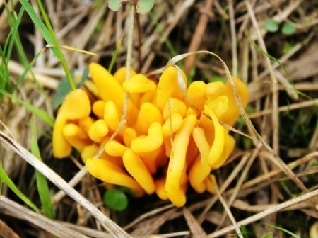 网友拍摄的十万古田植物