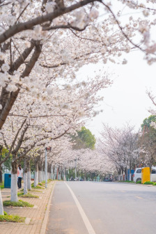 樱花大道