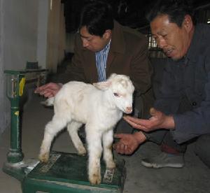 “肌肉抑制素前肽”转基因山羊