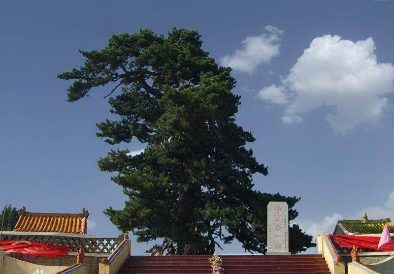 油松王旅游区