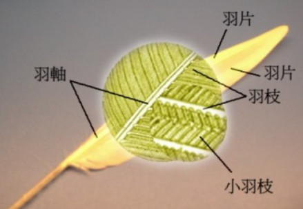 绒羽图解 