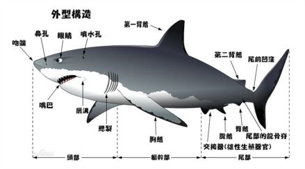 鳃裂