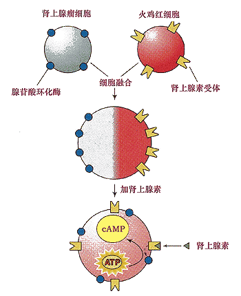 乙酰化