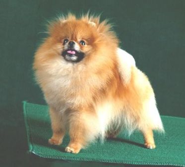 博美犬