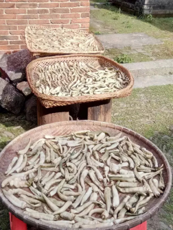香辣椒晾晒